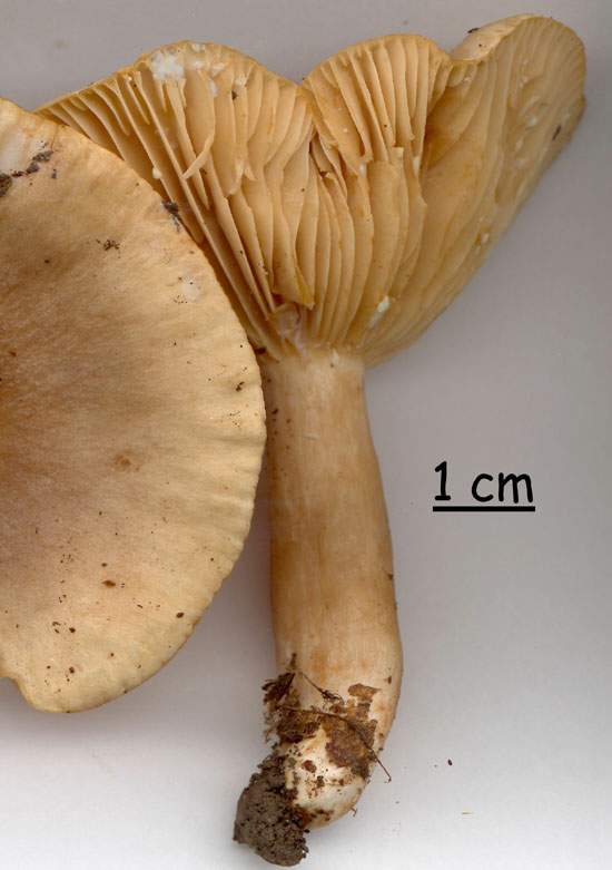 Lactarius pyrogalus